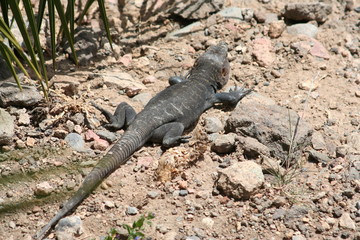 iguana on rock