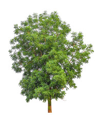 Fototapeta premium Tree isolated on white background for use in architectural design or more.