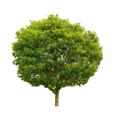 Tree isolated on white background for use in architectural design or more.