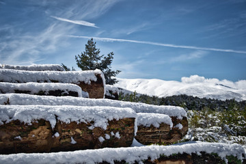 Fototapeta premium Foreground felled Snowed trunks with snow over it among the pines in Gredos Avila