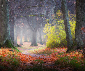 Fototapeta na wymiar foggy autumn