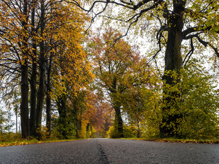 Road in the autumn forest in rain. Asphalt  road in overcast rainy day. Roadway with  trees in kaliningrad region. Empty highway in fall woodland.