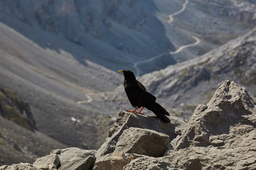 Raven in nature from europe