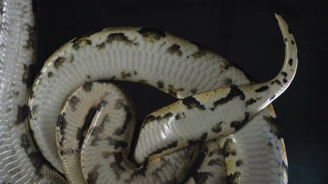 Footage of phytons, camera down