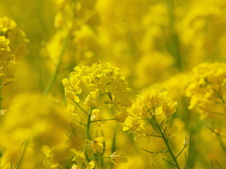早春の陽射しを浴びる菜の花