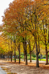 Alley in the autumn park. Colorful trees along the road. Beautiful view. Vertical.