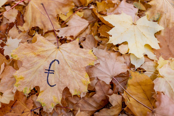 Autumn foliage - a symbol of the euro.