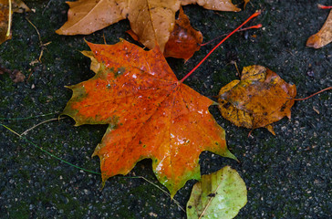 Maple red leaf on the pavement after rain.