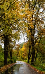 Road in the autumn forest in rain. Asphalt  road in overcast rainy day. Roadway with reflection and trees in kaliningrad region. Empty highway in fall woodland.