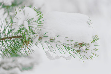 Pine branches covered with snow. Snowfall in the forest. White snow trees. The silence of the winter forest. Winter fairy tale. Christmas mood.