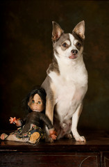 Obraz premium Small breed dog with an antique doll on top of an old table