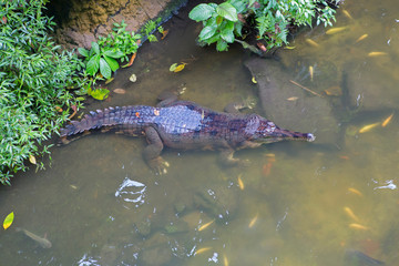 Gavial crocodile, Gharial.  The Gavial crocodile has a long and narrow mouth. The crocodile gavial lives in Malaysia. Refers to endangered species of animals.