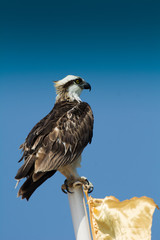 redators Accipitriformes are an order of birds. The order includes about 225 species of birds adapted for hunting live prey.