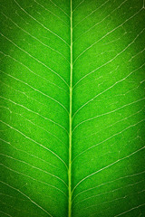 Close up green leaf wallpaper.