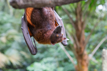 Flying fox. They are much larger than bats, their wingspan reaches one and a half meters.