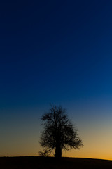 Fototapeta na wymiar einzeln stehender Baum gegen Nachthimmel