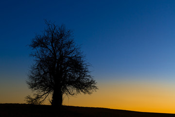 Fototapeta na wymiar einzeln stehender Baum gegen Nachthimmel