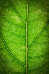 Naklejka na ściany i meble Close up green leaf wallpaper.