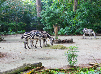 Fototapeta na wymiar Zebra. Zebras are a variety of wild horses. All zebras have the same type of coloring - black and white stripes.