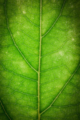 Close up green leaf wallpaper.