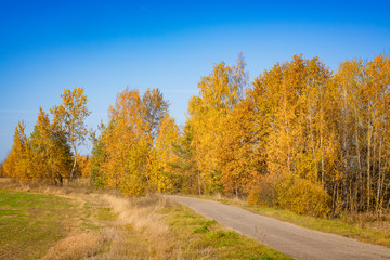 A rural road runs through an autumn forest.