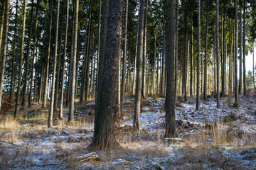 Obraz premium Wald alter Fichtenbetsand