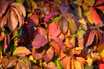 the wall is completely covered with vines of wild grapes. the interior of the building is decorated with nature itself.