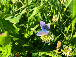 farfalla viola sul prato verde