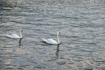 Two swans on the water