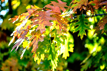 the wall is completely covered with vines of wild grapes. the interior of the building is decorated with nature itself.