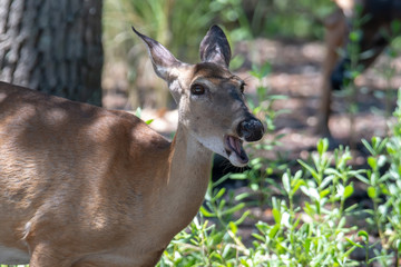 Obraz premium white tail doe deer in forest