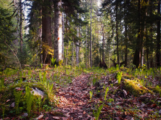 Beautiful caucasus forest
