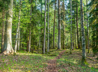Obraz premium Beautiful caucasus forest