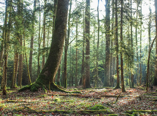 Obraz premium Beautiful caucasus forest