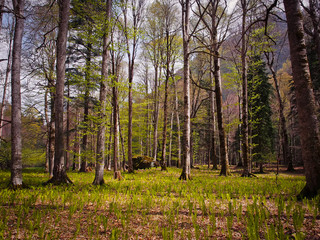 Beautiful caucasus forest