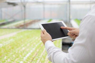 Farmers use tablet to check the quality of the vegetable.