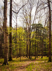 Fototapeta premium Beautiful mountain forest in the spring