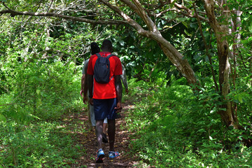 Obraz premium Tourist in Jozani forest. Zanzibar, Tanzania, Africa