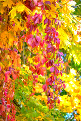 the wall is completely covered with vines of wild grapes. the interior of the building is decorated with nature itself.