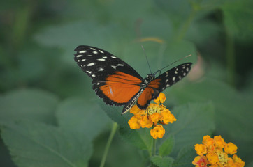 Schmetterling