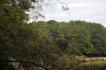 reiher