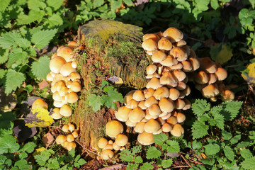 Wald