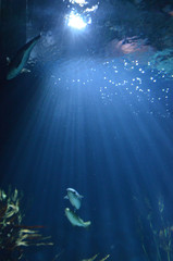 Fototapeta premium Ozeanum