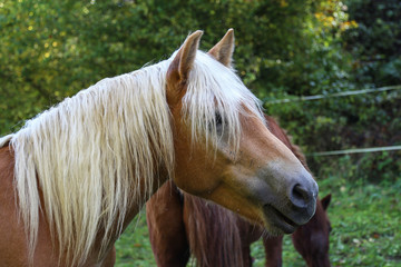 Naklejka premium beautiful haflinger horse head portrait on the paddock