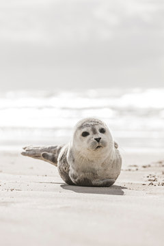 Robbe am strand