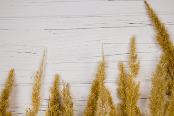 Pampas Grass On A White wooden Background