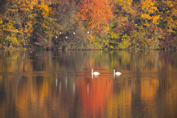 Fototapeta premium Golden autumn trees and lake. Autumn landscape, sunny morning.