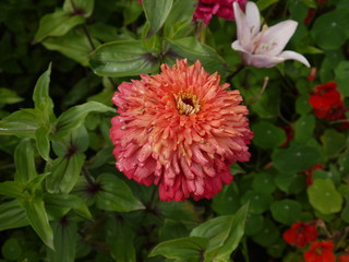 Цветок цинния розово-малиновая