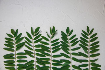 white background with green leaves of acacia