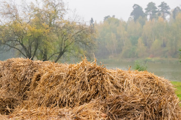 View on a lake. Cold grey water